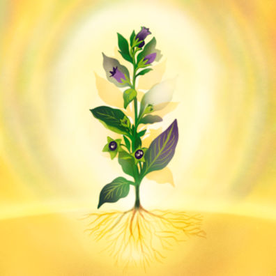 Belladonna_V01_400 Bellad