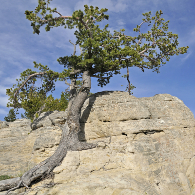 Tune-Up! Daily Resilience