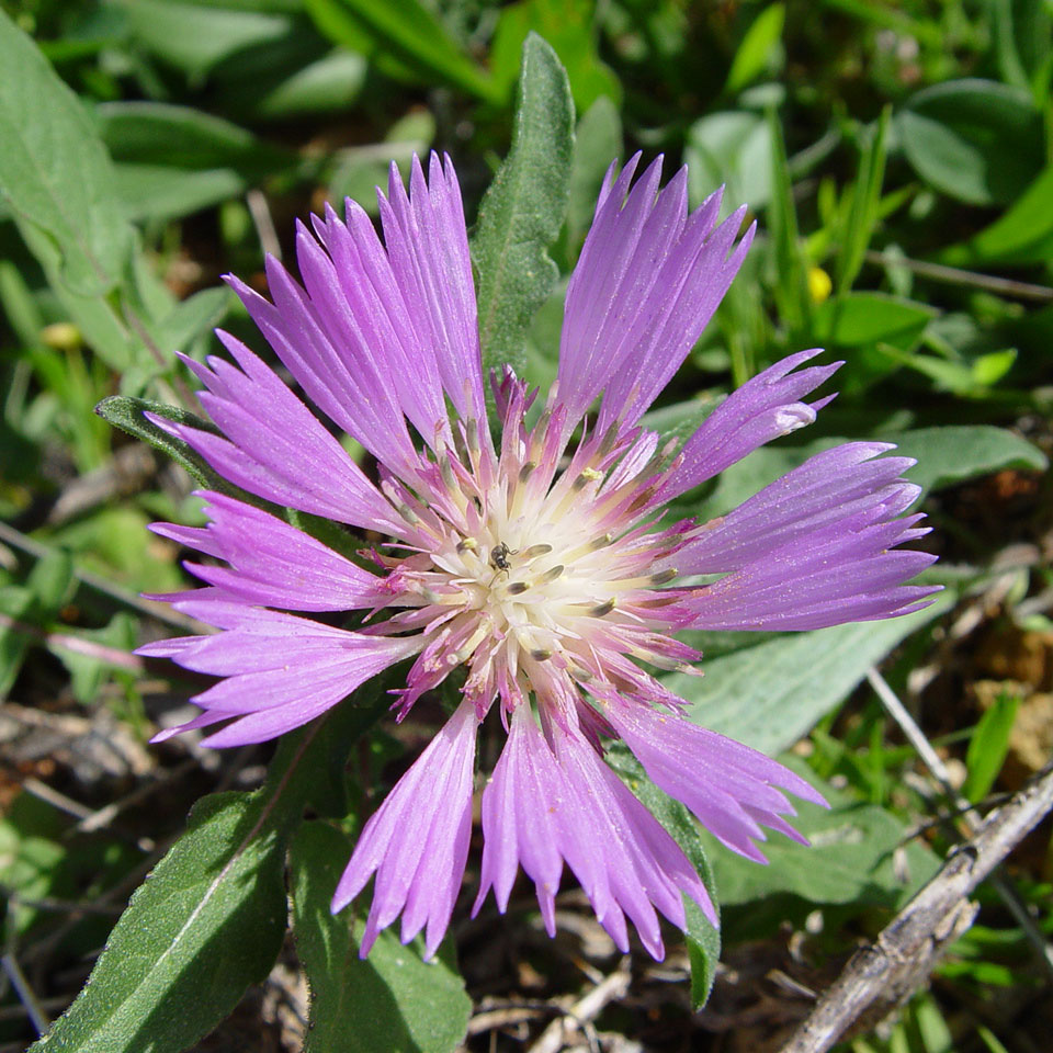 Centaury Flower
