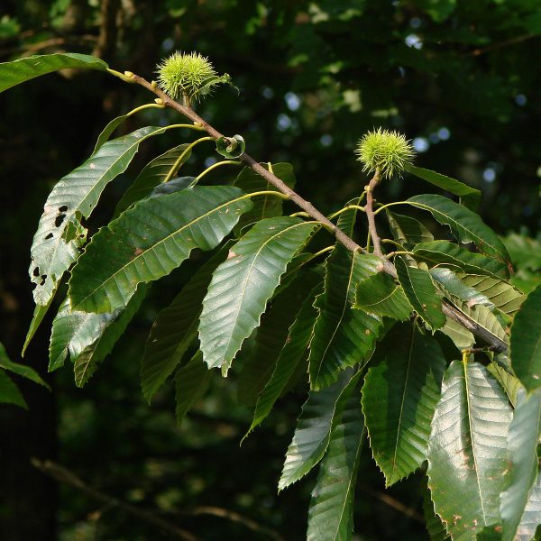 Chestnut Bud Flower