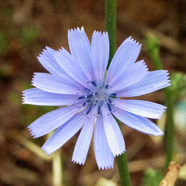 Chicory Flower