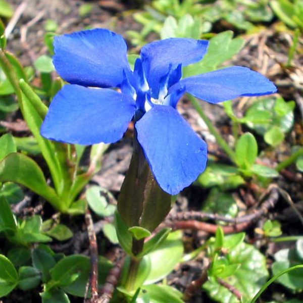 Gentian Flower