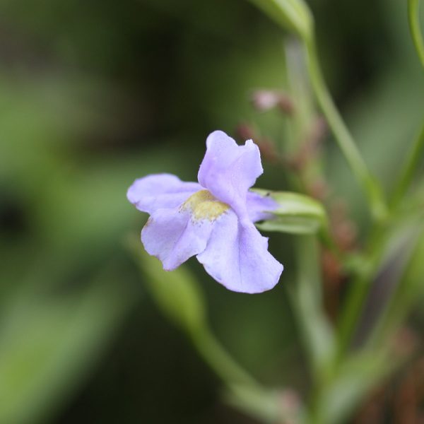 Mimulus Flower
