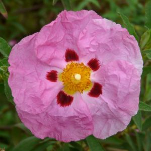 Rock Rose Flower