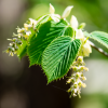 Hornbeam Flower