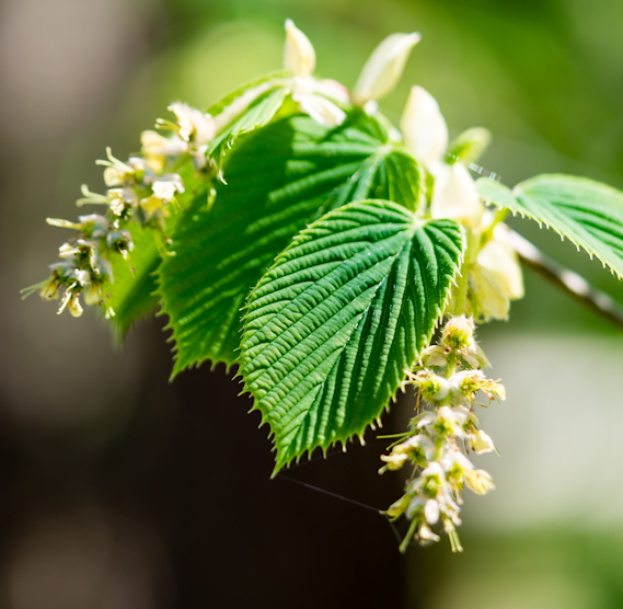 Hornbeam Flower