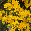 Gorse Flower