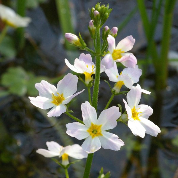 Water Violet Flower