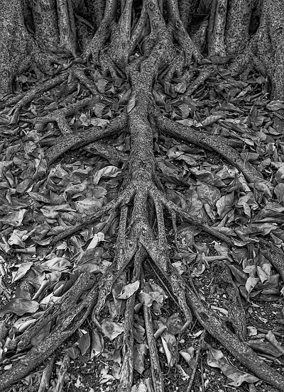 Strong resilient roots