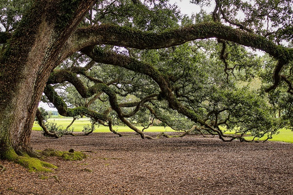 A strong oak tree extending it's protective branches